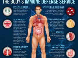 immunedefensesystemsIG-2